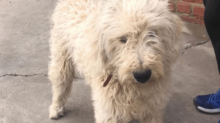 Urgente! Buscan a la familia de un perro en barrio Chijra