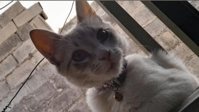 Barrio El Chingo: ofrecen recompensa por «Bella»