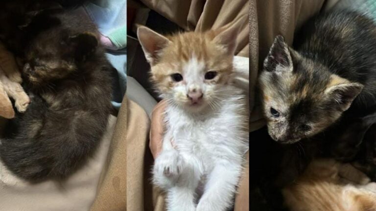 Buscan hogar para pequeños felinos