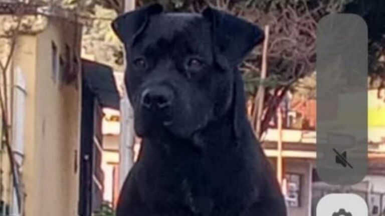 Barrio Coronel Arias: buscan a un perro