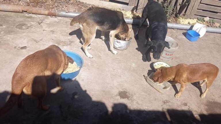 Barrio Alto Comedero: Piden ayuda para alimentar a perros rescatados