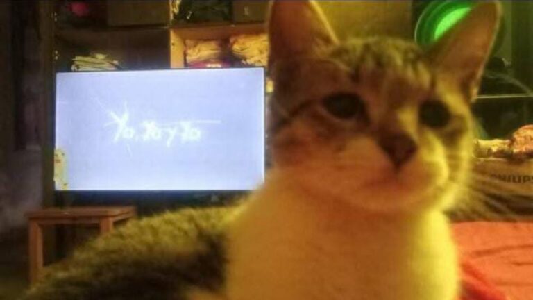 Barrio Alto Comedero: buscan al gato «Enzo»