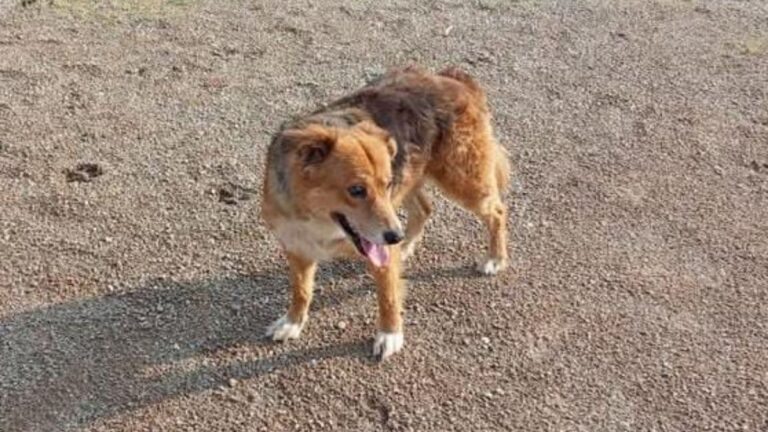Barrio San Pedrito: «Chiqui», una perra ciega, se perdió