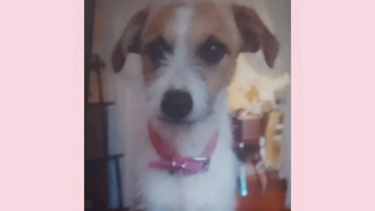 Barrio Malvinas: «Mora» sigue sin aparecer