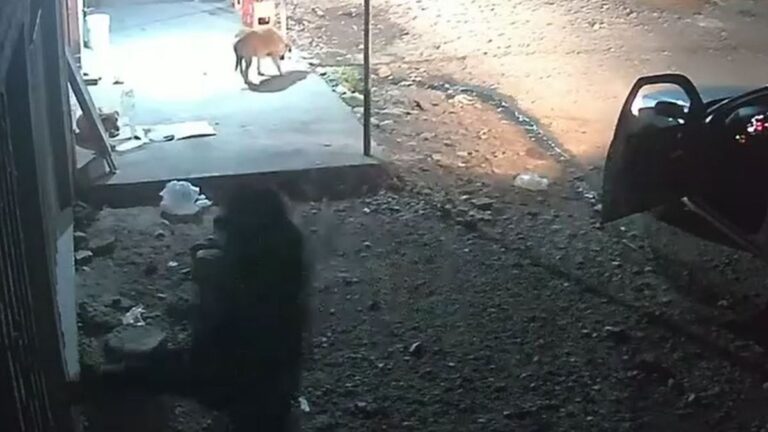 Abrió la puerta a patadas para robar una casa: quedó registrado en las cámaras