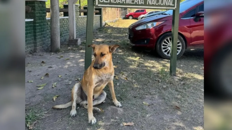 Maltrato animal: condena para dos hombres por torturar y matar a «Gringo» en La Mendieta