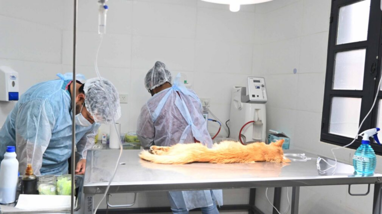 Semana de vacunación antirrábica y castraciones en barrios capitalinos