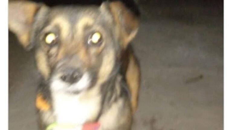 Barrio Alto Comedero: «Katy» es buscada intensamente