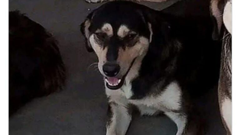 «Tomy» se perdió en barrio San Pedrito