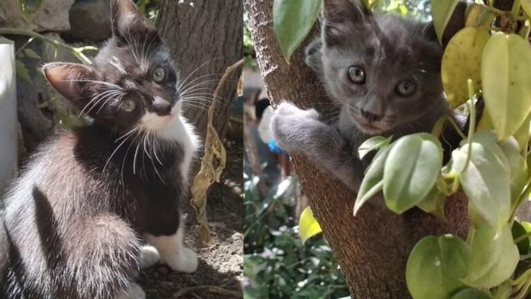 Dos felinos necesitan ser adoptados