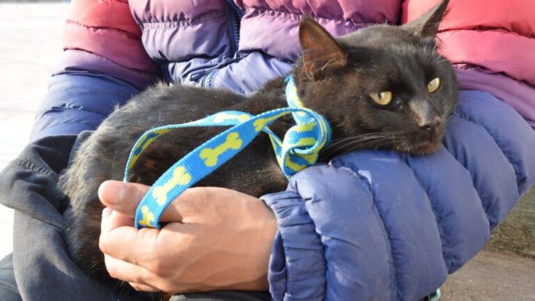 Advierten sobre una fuerte baja de las castraciones en Palpalá