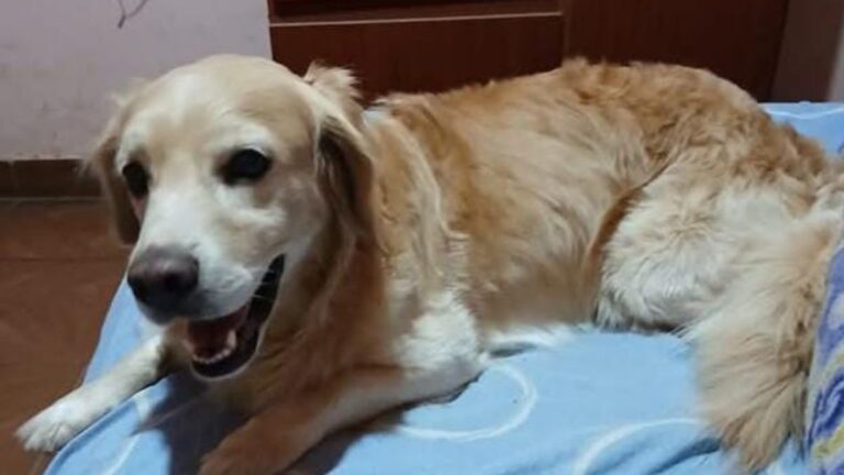 «Melchor» se perdió en barrio Alto Comedero