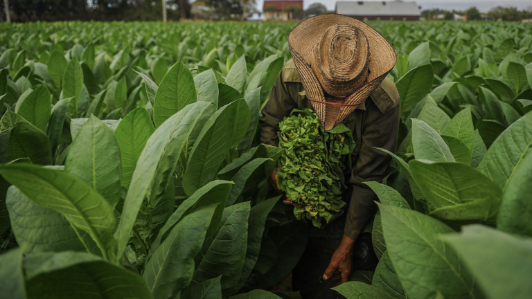 Tabacaleros piden al gobierno provincial apoyo y acompañamiento