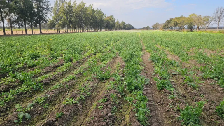 Complicaciones para la producción en Jujuy: falta mano de obra y costos altos