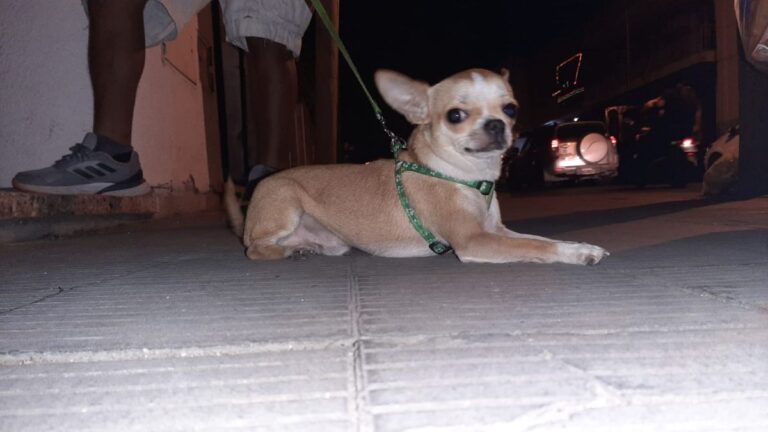 Buscan desesperadamente a «Tyno»: un Chihuahua perdido en Navidad en Barrio Chijra