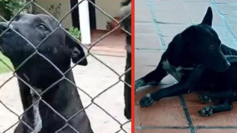 Yala: «Apolo» sigue siendo buscado