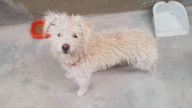 «Tina» se perdió en barrio Arenales
