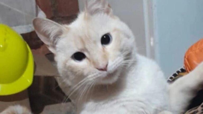 «Willy» sigue siendo buscado en barrio Alto Comedero