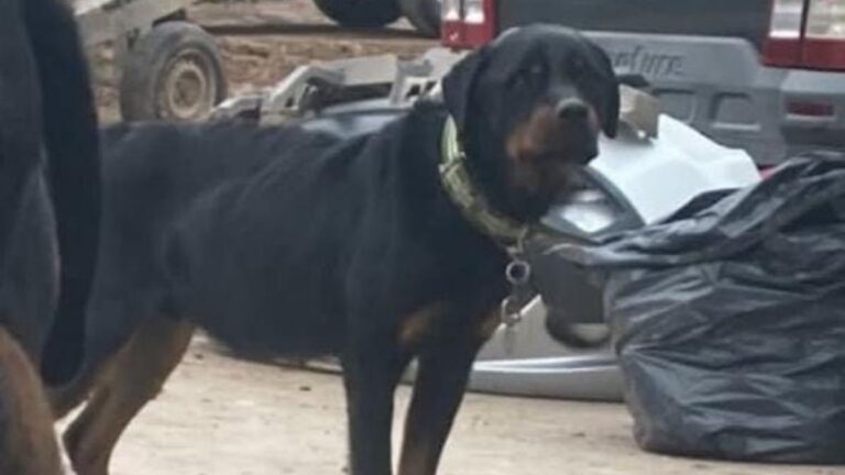 Ofrecen recompensa por un rottweiler perdido en Las Lomas