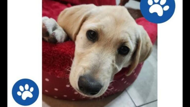 Barrio Constitución: ofrecen recompensa por «Samira»