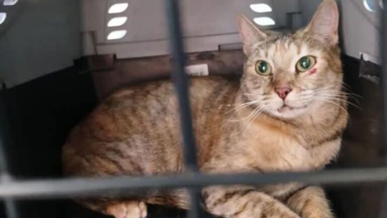 Barrio San Pedrito: buscan un hogar para un felino