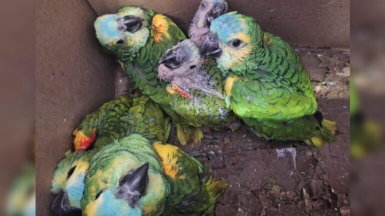 Rescataron 13 loros habladores en un control sobre la Ruta nacional 34