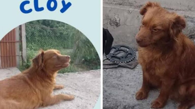 «Cloy» se perdió en el centro capitalino