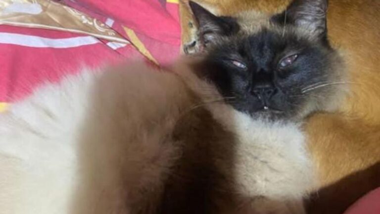 Un año de peluquería canina gratis a quien encuentre a «Tuty»