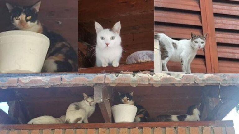 Imploran ayuda para seis felinos que fueron abandonados por su familia