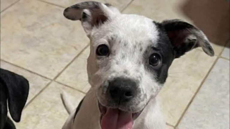 «Tita» necesita una familia que la adopte