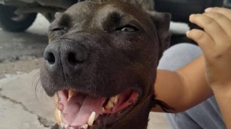 Barrio Mariano Moreno: buscan a la familia de un perro