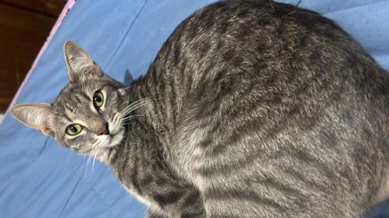 «Amiri» se perdió en barrio Coronel Arias