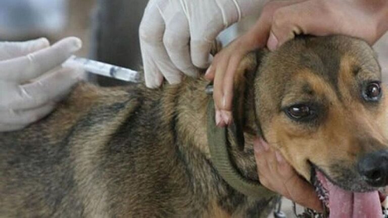 Confirman un caso de «rabia humana» que se registró en Cochabamba