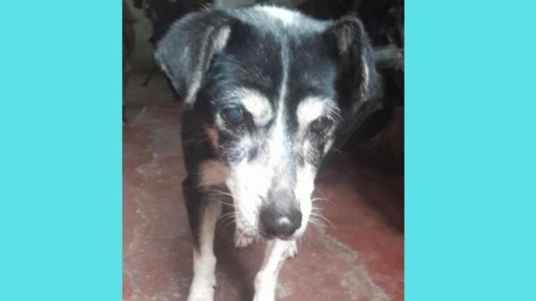 Barrio Mariano Moreno: buscan a una perra adulta y enfermera