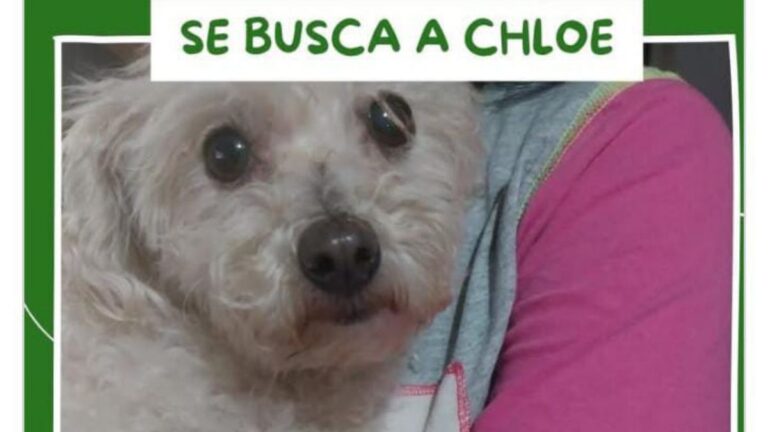 «Chloe» se perdió en barrio San Pedrito