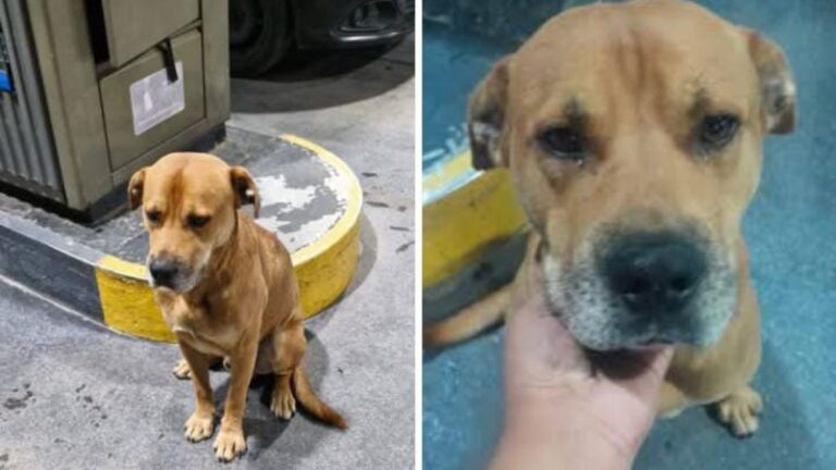Perro llora por su familia: deambula en surtidora de barrio Coronel Arias