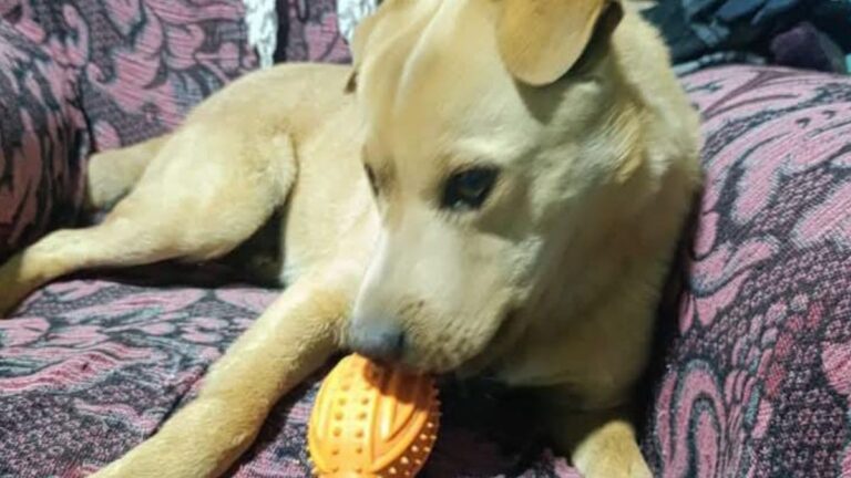 La Quiaca: buscan al perro «Rango»
