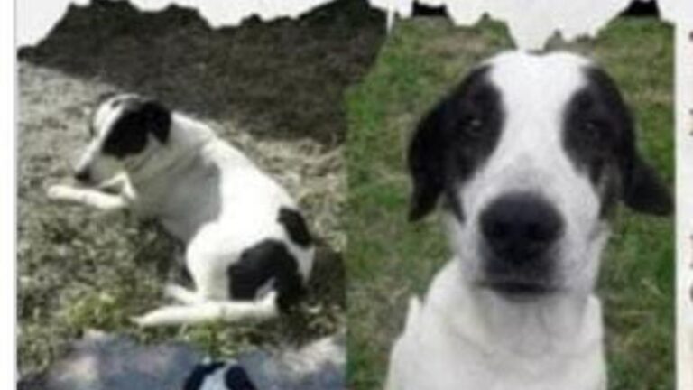 Barrio Luján: intensa búsqueda de un perro