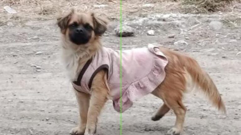 Barrio Alto Comedero: buscan intensamente a «Chivila»