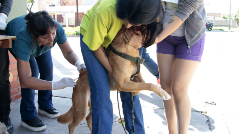 Semana de vacunación antirrábica en barrios capitalinos