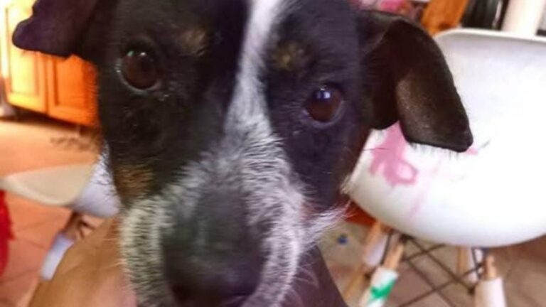 «Poppy», una perra pila, es buscada en barrio San Pedrito