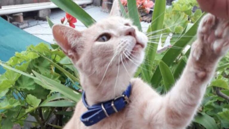 Barrio Alto Comedero: ofrecen recompensa por un felino