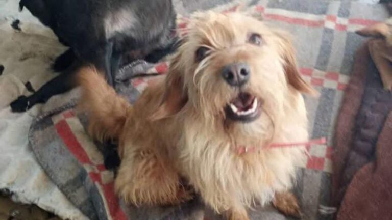 Desilusión: «Peluza» iba a ser adoptada pero al final no la «aceptaron»