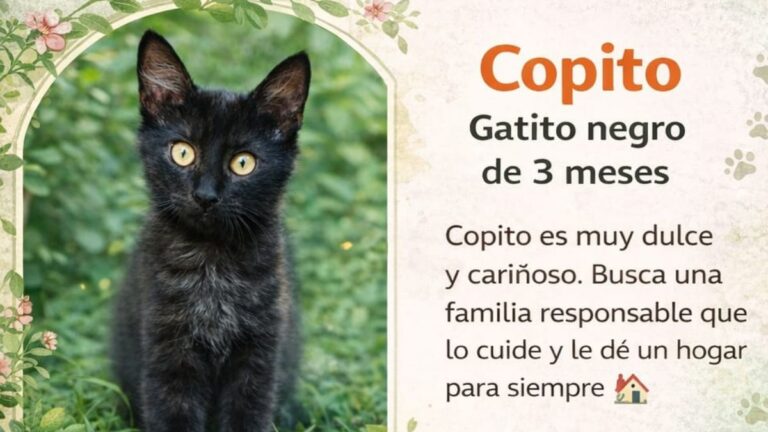 Copito, un gatito negro de tres meses, espera un hogar seguro y lleno de amor