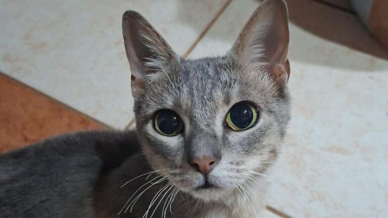 «Jack» sueña con una familia