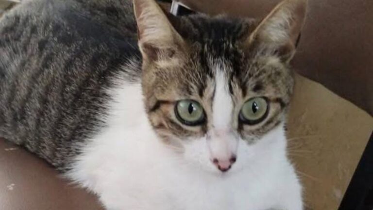 «Minnie» es buscada intensamente en barrio Almirante Brown