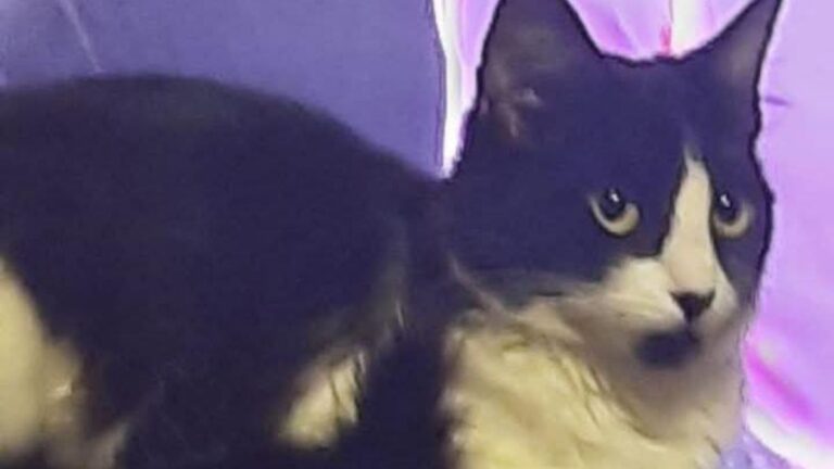 Barrio Alto Comedero: sigue la búsqueda de una gatita