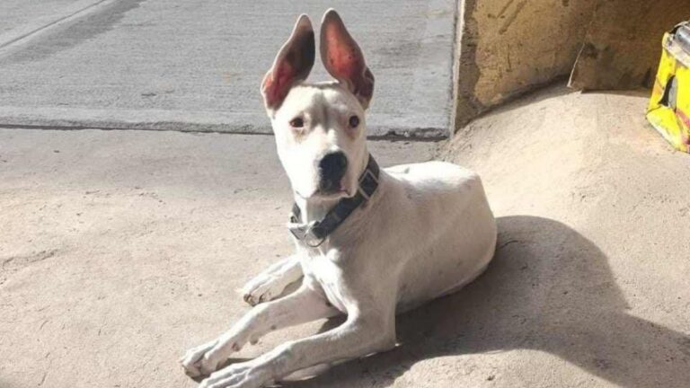 La Quiaca: Buscan a «Rumi»