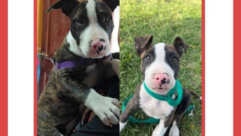 Urgente! «Apolo» se perdió en barrio Punta Diamante