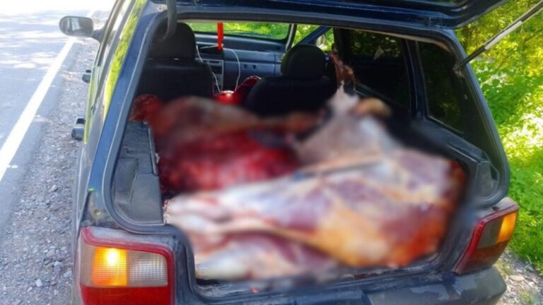 Transportaban un animal faenado en un automóvil no habilitado
